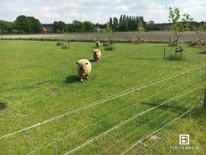 Buro Buitenlust ontwerpt sfeervolle tuinen met een natuurlijke uitstraling. Unieke en persoonlijke tuinen die elk jaar mooier worden.