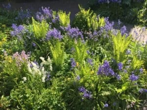 prachtige plantencombinatie in deze stadstuin in Leiden